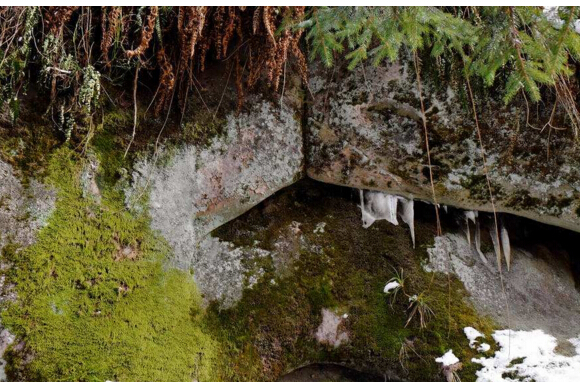 長苔蘚的雪花青